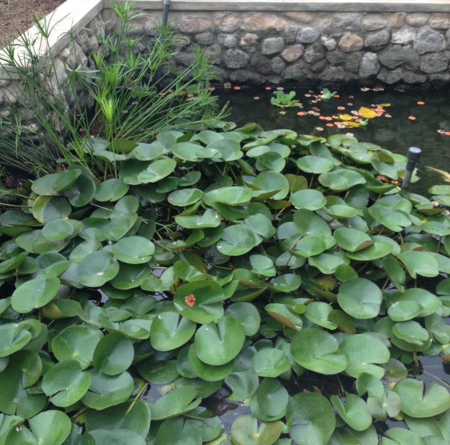 Garden Roomz Oman Маскат Екстериор снимка