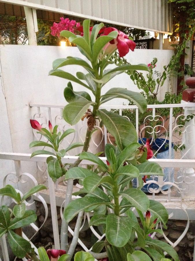Garden Roomz Oman Маскат Екстериор снимка